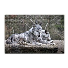 Cakapuzzle Kayalık Üzerinde Dinlenen Gri Kurt Çifti 120 Parça Ahşap Puzzle