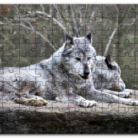 Cakapuzzle Kayalık Üzerinde Dinlenen Gri Kurt Çifti Mdf 500 Parça Puzzle