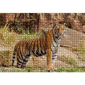 Cakapuzzle Kayalıklar ve Bengal Kaplanı 120 Parça Ahşap Puzzle