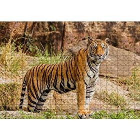Cakapuzzle Kayalıklar ve Bengal Kaplanı Mdf 500 Parça Puzzle