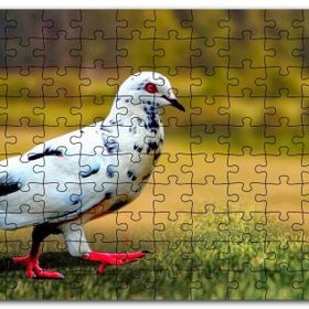 Cakapuzzle Kırmızı Ayaklı Damalı Beyaz Güvercin Mdf 1000 Parça Puzzle