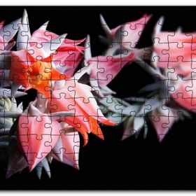 Cakapuzzle Kırmızı Bardak Çiçekleri Karanlık Arkaplan Mdf 120 Parça Puzzle