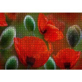 Cakapuzzle Kırmızı Gelincikler Yakın Çekim Mdf 1000 Parça Puzzle