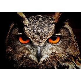 Cakapuzzle Kırmızı Gözlü Baykuş Yakın Çekim 120 Parça Ahşap Puzzle