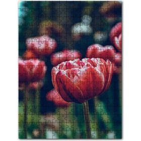Cakapuzzle Kırmızı Lale Yakın Çekim Flu Arkaplan Mdf 500 Parça Puzzle
