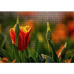 Cakapuzzle Kırmızı Laleler ve Yeşil Yapraklar Güneş Işığı 1000 Parça Puzzle