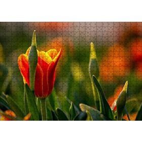 Cakapuzzle Kırmızı Laleler ve Yeşil Yapraklar Güneş Işığı 500 Parça Puzzle