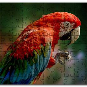 Cakapuzzle Kırmızı Mavi Papağan ve Pençesi Flu Arkaplan Mdf 1000 Parça Puzzle