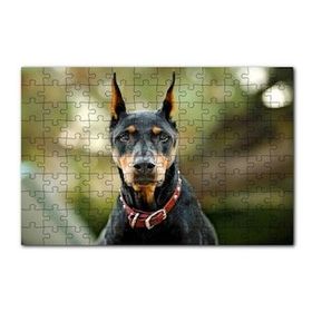 Cakapuzzle Kırmızı Tasmalı Doberman Flu Arkaplan 120 Parça Ahşap Puzzle