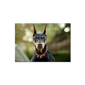 Cakapuzzle Kırmızı Tasmalı Doberman Flu Arkaplan 120 Parça Ahşap Puzzle