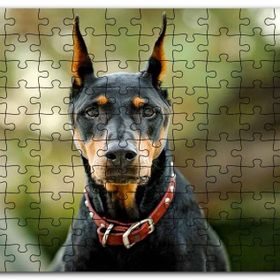 Cakapuzzle Kırmızı Tasmalı Doberman Flu Arkaplan Mdf 255 Parça Puzzle