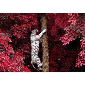 Cakapuzzle Kırmızı Yapraklar ve Ağaca Tırmanan Beyaz Kaplan Mdf 120 Parça Puzzle