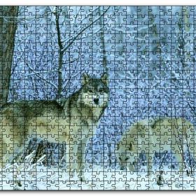 Cakapuzzle Kış Ormandaki Kurtlar Görseli Ahşap 500 Parça Puzzle