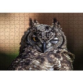 Cakapuzzle Komik Baykuş Mdf 255 Parça Puzzle