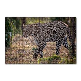Cakapuzzle Kuru Otlar Üzerinde Yürüyen Leopar 120 Parça Puzzle