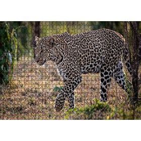Cakapuzzle Kuru Otlar Üzerinde Yürüyen Leopar 120 Parça Puzzle