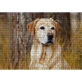 Cakapuzzle Kuru Otların Arasındaki Labrador 120 Parça Ahşap Puzzle