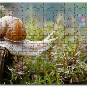 Cakapuzzle Kütükten Otların Üzerine İnen Salyangoz Mdf 255 Parça Puzzle
