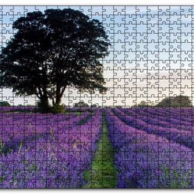 Cakapuzzle Lavanta Tarlaları ve Yalnız Ağaç Mdf 500 Parça Puzzle