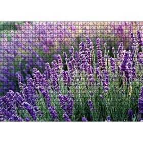 Cakapuzzle Lavanta Tarlası Yakın Çekim Detay Mdf 1000 Parça Puzzle