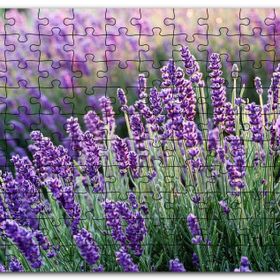 Cakapuzzle Lavanta Tarlası Yakın Çekim Detay Mdf 255 Parça Puzzle