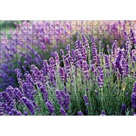Cakapuzzle Lavanta Tarlası Yakın Çekim Detay Mdf 500 Parça Puzzle