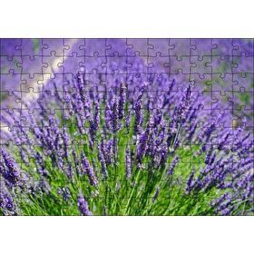 Cakapuzzle Lavanta Tarlasında Lavantalar 120 Parça Ahşap Puzzle