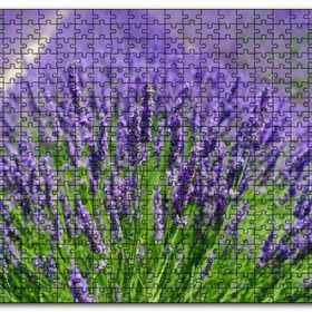 Cakapuzzle Lavanta Tarlasında Lavantalar Mdf 1000 Parça Puzzle
