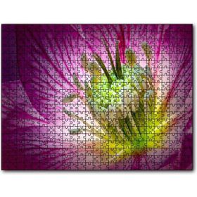 Cakapuzzle Makro Closeup Helleborus Çiçek Görseli 255 Parça Puzzle