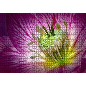 Cakapuzzle Makro Closeup Helleborus Çiçek Görseli Mdf 1000 Parça Puzzle
