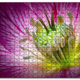 Cakapuzzle Makro Closeup Helleborus Çiçek Görseli Mdf 500 Parça Puzzle