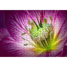 Cakapuzzle Makro Closeup Helleborus Çiçek Görseli Mdf 500 Parça Puzzle
