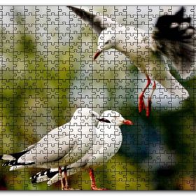 Cakapuzzle Martılar Kıyameti Kopmak Üzere Mdf 1000 Parça Puzzle