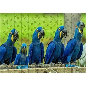 Cakapuzzle Mavi Macaw Papağanları 120 Parça Ahşap Puzzle