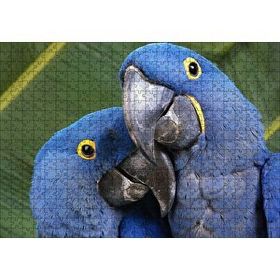 Cakapuzzle Mavi Macaw Papağanları Çift 120 Parça Ahşap Puzzle