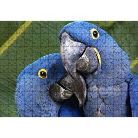 Cakapuzzle Mavi Macaw Papağanları Çift 120 Parça Ahşap Puzzle