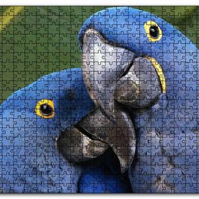Cakapuzzle Mavi Macaw Papağanları Çift Mdf 1000 Parça Puzzle