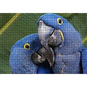Cakapuzzle Mavi Macaw Papağanları Çift Mdf 1000 Parça Puzzle