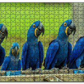 Cakapuzzle Mavi Macaw Papağanları Mdf 500 Parça Puzzle
