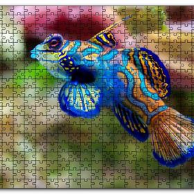 Cakapuzzle Mavi Mandarin Balığı Mdf 1000 Parça Puzzle