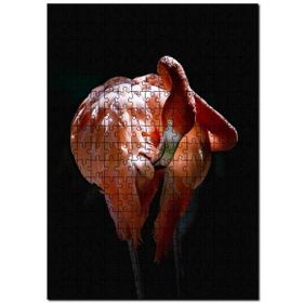 Cakapuzzle Muhteşem Renkli Tüyleriyle Flamingo Mdf 500 Parça Puzzle