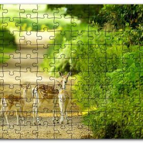 Cakapuzzle Orman Patikasında Anne Ceylan ve Yavruları Mdf 255 Parça Puzzle