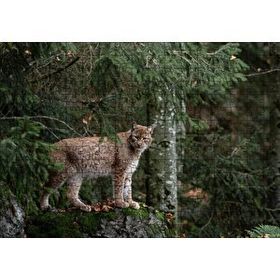 Cakapuzzle Ormanda Yosunlu Kayanın Üzerindeki Vaşak 120 Parça Ahşap Puzzle