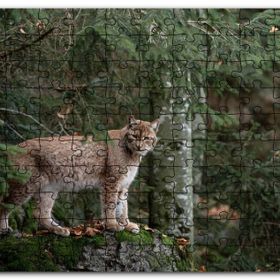 Cakapuzzle Ormanda Yosunlu Kayanın Üzerindeki Vaşak Mdf 1000 Parça Puzzle