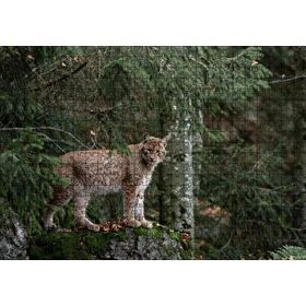 Cakapuzzle Ormanda Yosunlu Kayanın Üzerindeki Vaşak Mdf 500 Parça Puzzle