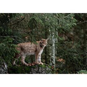 Cakapuzzle Ormanda Yosunlu Kayanın Üzerindeki Vaşak Mdf 500 Parça Puzzle