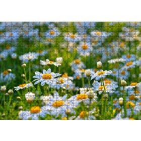 Cakapuzzle Papatya Tarlası 500 Parça Puzzle