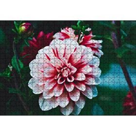 Cakapuzzle Pembe Beyaz Yıldız Çiçeği 500 Parça Puzzle