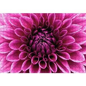 Cakapuzzle Pembe Dahlia Çiçeği Yakın Plan 120 Parça Ahşap Puzzle
