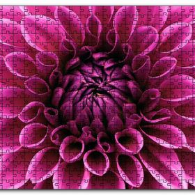 Cakapuzzle Pembe Dahlia Çiçeği Yakın Plan Mdf 1000 Parça Puzzle